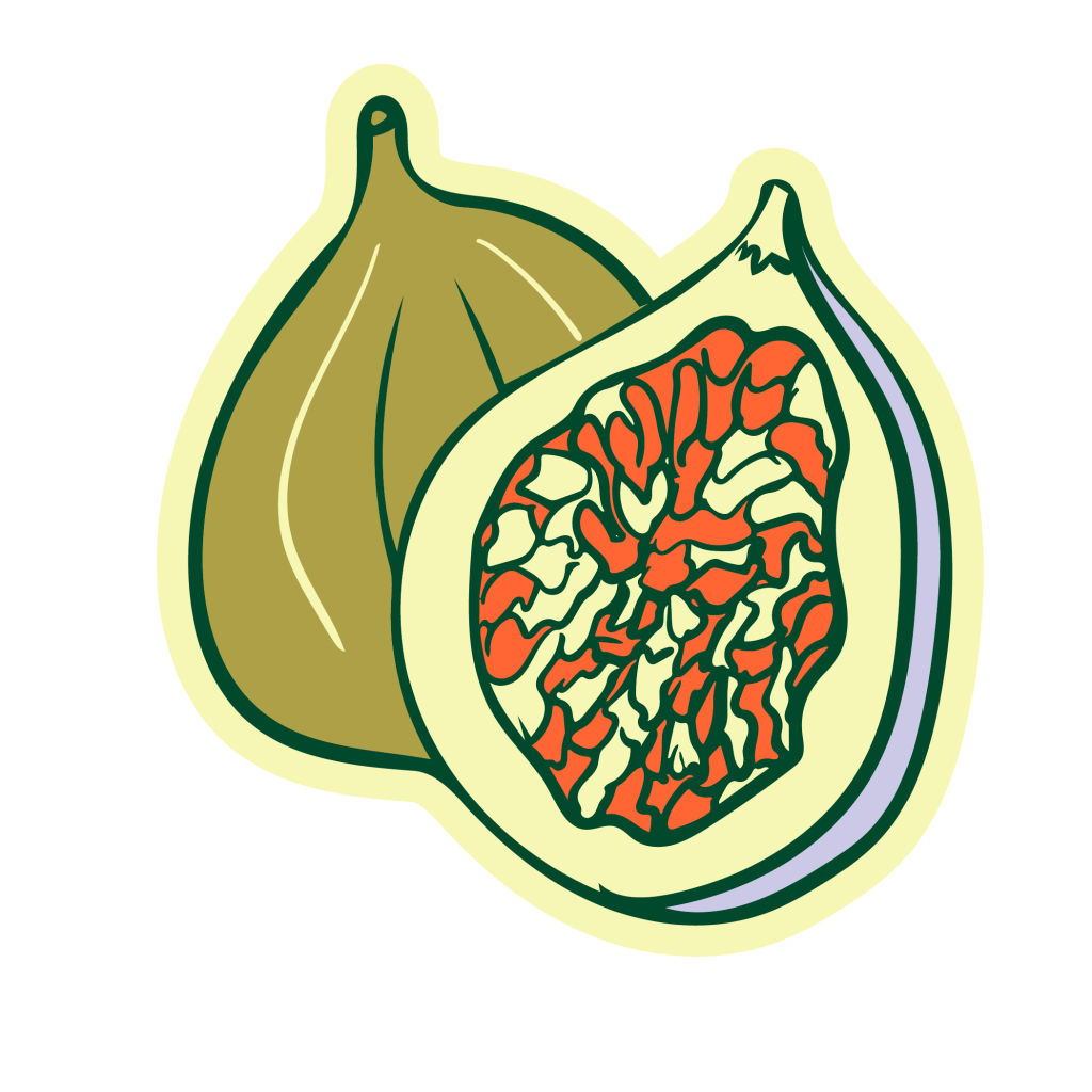 sketch of yellow purple and green fig